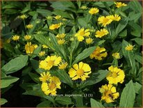 Helenium 'Kugelsonne'