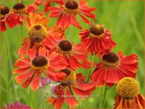 Helenium &#39;Moerheim Beauty&#39;