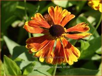 Helenium &#39;Moerheim Beauty&#39;