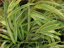 Hakonechloa macra &#39;Naomi&#39;