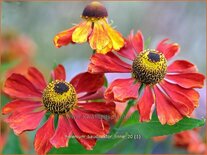 Helenium 'Baudirektor Linne'