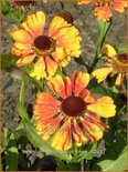 Helenium 'Baudirektor Linne'