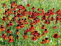 Helenium 'Baudirektor Linne'