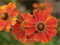 Helenium 'Baudirektor Linne'