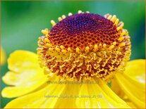 Helenium bigelovii &#39;The Bishop&#39;