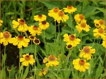 Helenium bigelovii &#39;The Bishop&#39;