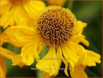 Helenium bigelovii &#39;The Bishop&#39;