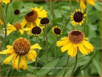 Helenium bigelovii &#39;The Bishop&#39;