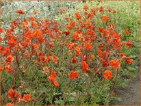 Geum &#39;Fire Opal&#39;