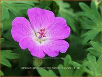 Geranium sanguineum &#39;New Hampshire Purple&#39;