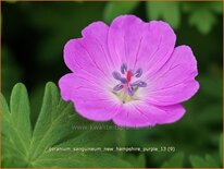 Geranium sanguineum &#39;New Hampshire Purple&#39;