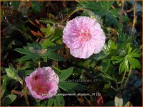 Geranium sanguineum striatum