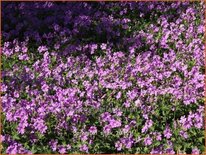 Geranium 'Sirak'