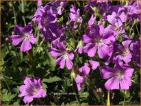 Geranium 'Sirak'