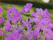 Geranium 'Sirak'