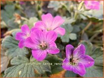 Geranium 'Tanya Rendall'