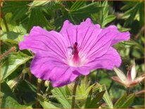 Geranium sanguineum &#39;Tiny Monster&#39;