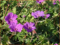 Geranium sanguineum &#39;Tiny Monster&#39;