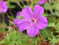 Geranium sanguineum &#39;Tiny Monster&#39;