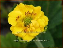 Geum chiloense &#39;Lady Stratheden&#39;