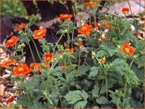 Geum coccineum &#39;Borisii&#39;