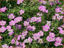 Geranium riversleaianum 'Mavis Simpson'