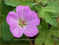 Geranium riversleaianum 'Mavis Simpson'