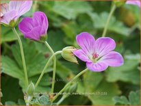 Geranium riversleaianum 'Mavis Simpson'