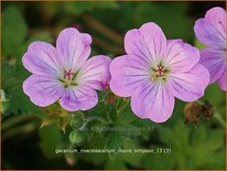 Geranium riversleaianum 'Mavis Simpson'