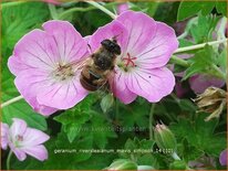 Geranium riversleaianum 'Mavis Simpson'