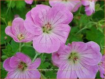 Geranium riversleaianum 'Mavis Simpson'