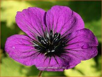 Geranium &#39;Sandrine&#39;