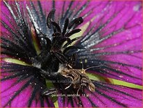 Geranium &#39;Sandrine&#39;