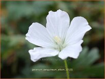 Geranium sanguineum &#39;Album&#39;