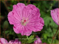 Geranium sanguineum 'Ankum's Pride'