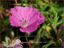 Geranium sanguineum 'Ankum's Pride'