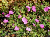 Geranium sanguineum 'Ankum's Pride'