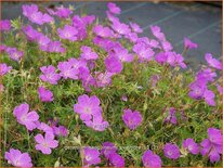 Geranium sanguineum &#39;Aviemore&#39;