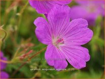 Geranium sanguineum &#39;Aviemore&#39;