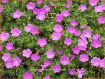 Geranium sanguineum &#39;Aviemore&#39;