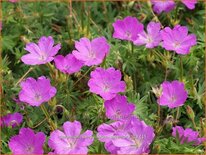 Geranium sanguineum &#39;Aviemore&#39;