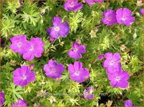 Geranium sanguineum &#39;Feu d&#39;Autumne&#39;