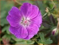 Geranium sanguineum &#39;Feu d&#39;Autumne&#39;