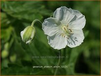 Geranium phaeum &#39;Album&#39;