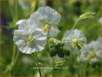 Geranium phaeum &#39;Album&#39;