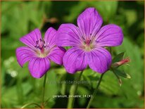 Geranium palustre