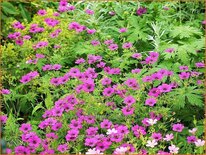 Geranium &#39;Patricia&#39;