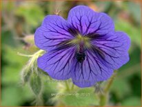 Geranium ibericum