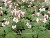 Geranium macrorrhizum &#39;Spessart&#39;