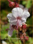 Geranium cantabrigiense &#39;Harz&#39;